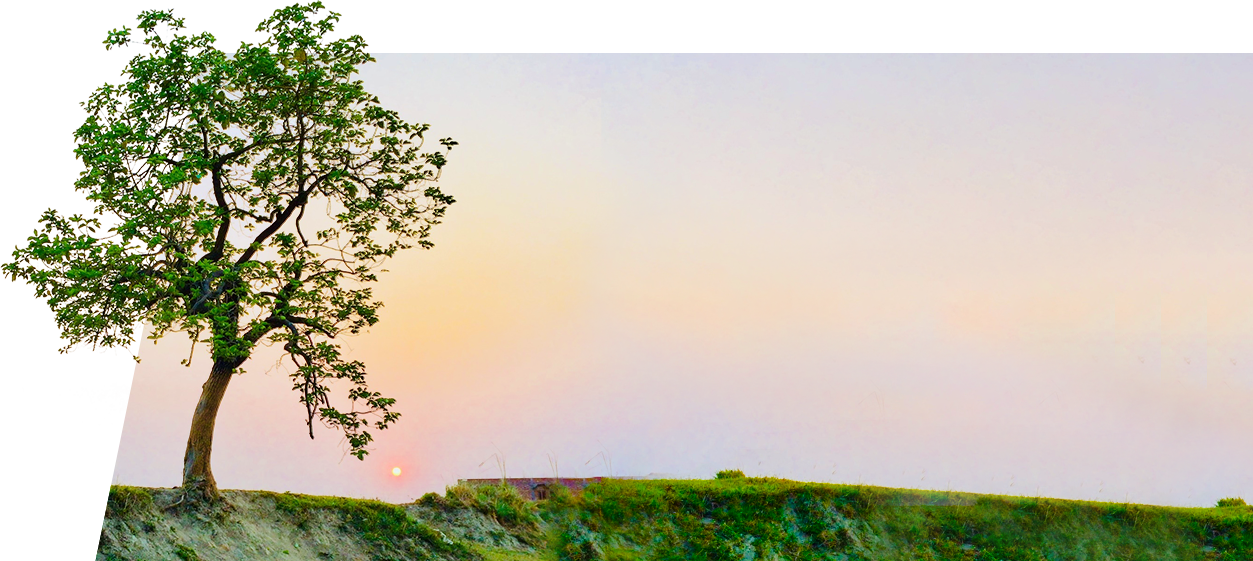 Bomen